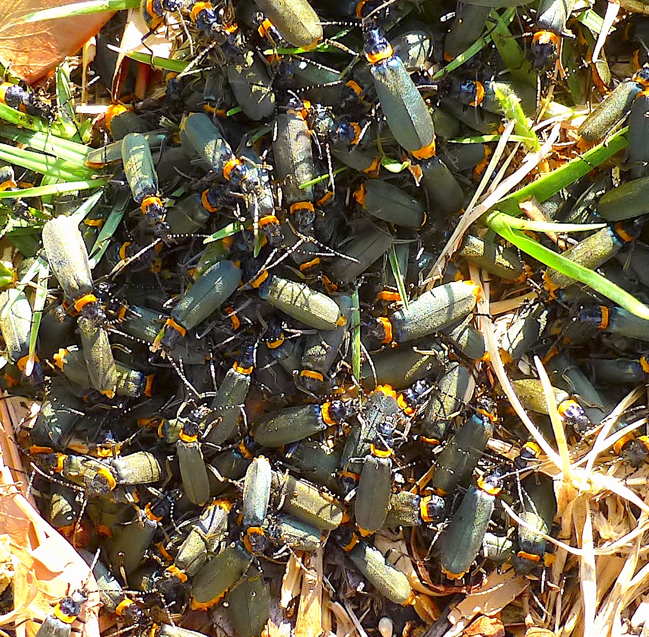 insect picture